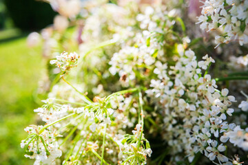 Wildflowers close-up in sunny day in summer meadow. Beautiful natural rural landscape with blurry background for nature-themed design and projects