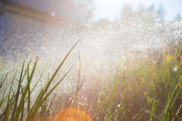 Obraz premium Garden gun nozzle watering vegetable plants in summer. Gardening concept. Agriculture plants growing in bed row