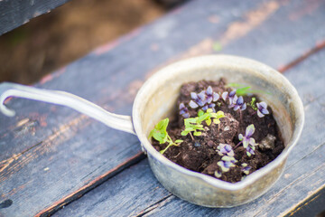 Young seedlings of agricultural plants ready for planting on the farm. Gardening concept. Agricultural work on the plantation