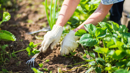 The farmer takes care of the plants in the vegetable garden on the farm. Gardening and plantation concept. Agricultural plants growing in garden beds - obrazy, fototapety, plakaty