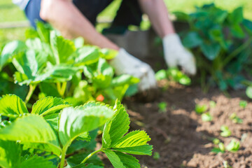 The farmer takes care of the plants in the vegetable garden on the farm. Gardening and plantation concept. Agricultural plants growing in garden beds