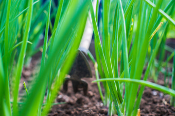 Weeding beds with agricultura plants growing in the garden. Weed control in the garden. Cultivated land close-up. Agricultural work on the plantation