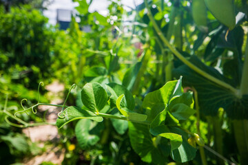 Green pea vegetables in the garden. Close-up of fresh peas and pea pods. Organic and vegan food. Agricultural plants growing in garden beds
