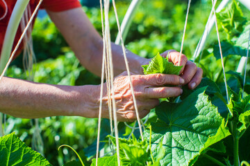 The farmer ties up the plants in the vegetable garden at the farm. Horticulture and plantation concept. Agricultural plants growing in garden beds