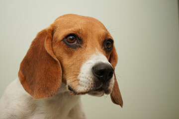 Beagle portrait on a simple background