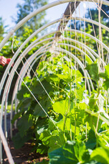 The farmer ties up the plants in the vegetable garden at the farm. Horticulture and plantation concept. Agricultural plants growing in garden beds