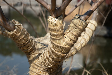 Tree is wrapped with dried hey in Winter