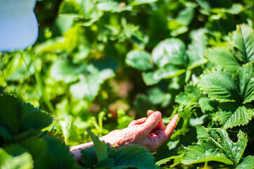 Farmer's hands harvest crop of currant in the garden. Plantation work. Autumn harvest and healthy organic food concept close up with selective focus