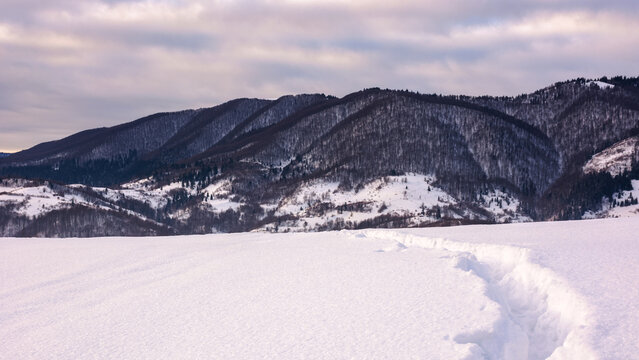 mountainous winter landscape in morning light. scenery snow covered hills and leafless forest in the distance beneath cloudy sky