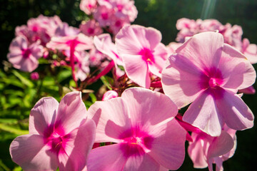 Pink flowers close-up on a sunny day in summer. Beautiful natural rural landscape with blurry background for nature-themed design and projects