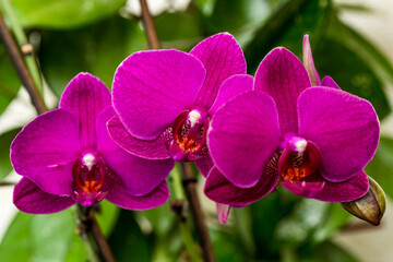 Beautiful tropical orchid flowers.Nice big branch of orchid flowers blooming, close up macro nature