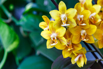 Beautiful tropical orchid flowers.Nice big branch of orchid flowers blooming, close up macro nature