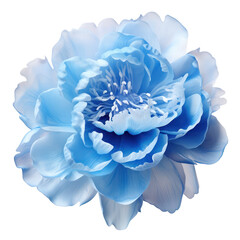 Beautiful sky blue peony isolated on transparent background,transparency 