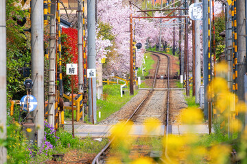 Keifuku Tram is operated by Keifuku Electric Railroad. It consists of two tram lines and it's one of the best cherry blossom spots in the west of Kyoto city