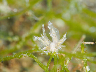 ユビウミウシ sp