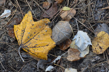 autumn leaves on the ground