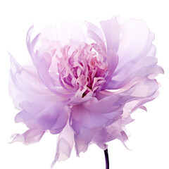 beautiful purple peony,peony blossom isolated on transparent background,transparency 