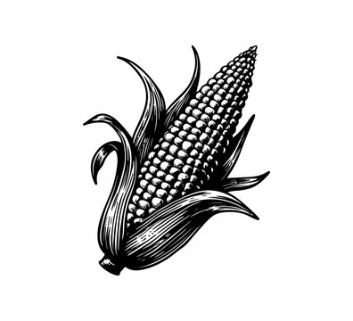 Corn hand drawn vector graphic asset vector