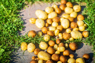 Potatoes harvest collected in the farm. Plantation work. Autumn harvest and healthy organic food concept close up with selective focus