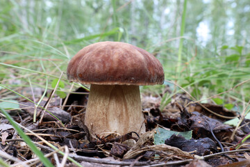A strong forest boletus grows in old foliage against a background of forest greenery