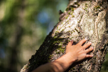 A man's hand touch the tree trunk close-up. Bark wood. Caring for the environment. The ecology concept of saving the world and love nature by human