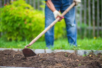 Farmer cultivating land in the garden with hand tools. Soil loosening. Gardening concept. Agricultural work on the plantation
