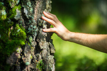 A man's hand touch the tree trunk close-up. Bark wood.Caring for the environment. The ecology concept of saving the world and love nature by human - obrazy, fototapety, plakaty