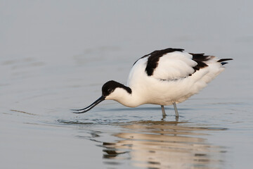 Pied Avocet, Recurvirostra avosetta