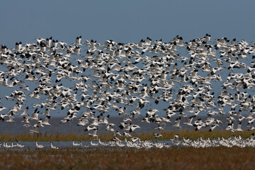 Pied Avocet, Recurvirostra avosetta