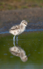 Pied Avocet, Recurvirostra avosetta