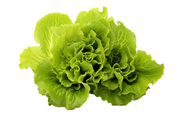 Lettuce Serenity Isolated on transparent background
