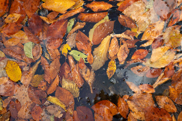 Beautiful view of leaves in autumn forest.