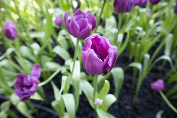 Fototapeta premium purple crocus flowers