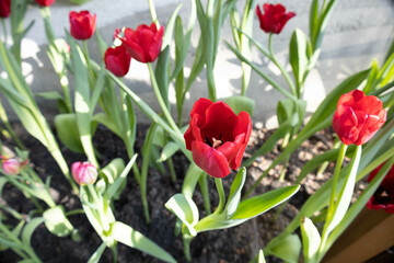 red tulips in a garden