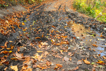 Forest landscape with a muddy road.