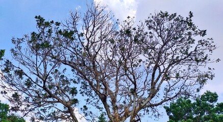 Tall tree trunks with fallen leaves create interesting abstract shapes against the bright blue sky