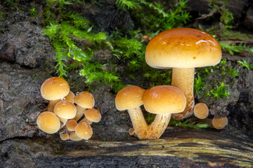 Macro shot of little edible mushrooms known as Golden Needle