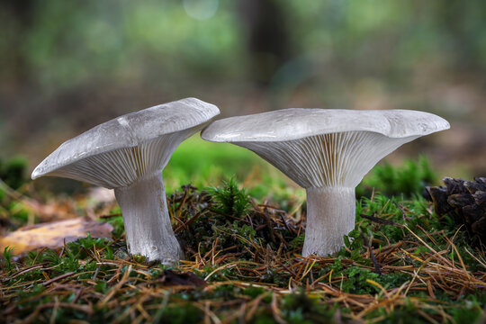 Edible mushrooms Clitocybe nebularis commonly known as clouded agaric