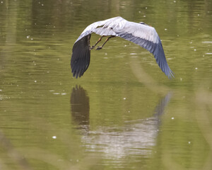 Great blue heron