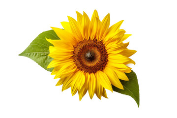 Bright Yellow Blossom Sunflower Isolated on transparent background