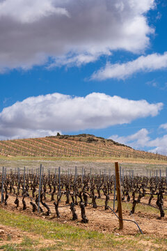 Landscape with vineyards in spring in the designation of origin area of Ribera del Duero wines in Spain