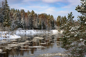 Obraz na płótnie Canvas beautiful snow-covered fir trees on the bank of the river, which is surrounded by wagtails on a sunny winter day