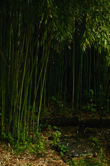 bamboo grove