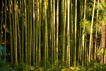Foto op Plexiglas bamboo grove © Vitalii