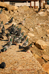 bird in nature