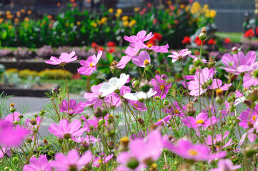 Close-up View Of The Natural Beauty Of Colorful Mexican Aster Flowers And Other Blooming Plants In A Bright Morning Garden