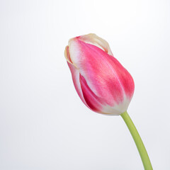 beautiful single red tulip in studio white background