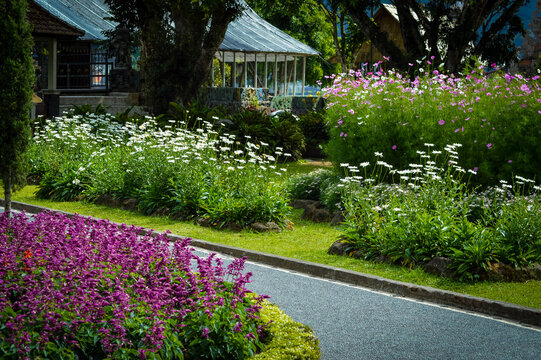 Natural Beauty Of Colorful Landscape With Various Groups Of Blooming Flower Gardens In The Garden Park At Bedugul, Bali