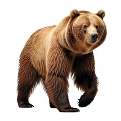 Grizzly bear on white or transparent background. generative AI