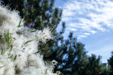 clematis drummondii, fluffy white bushes, Autumn season, sunlight reflection,multiple different angles, texas virgin bower, buttercup family, ranunculaceae, old man beard, barba de chivato.